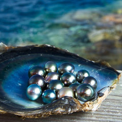 【Black Tahitian Lover】 Black Tahitian Oyster (No Replacement ) -TikTok Live